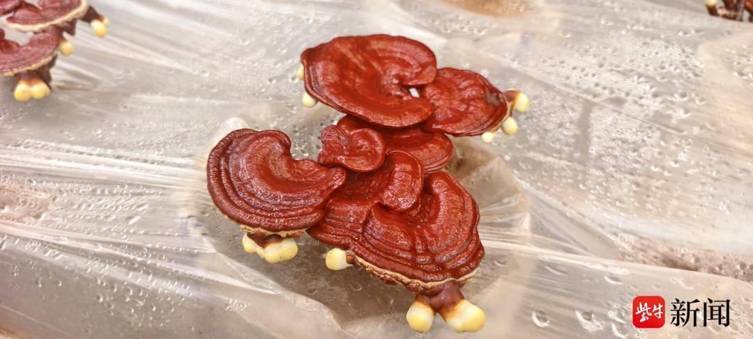 “中医药+文旅”逐渐“升温”，“苏超”让南通中医药健康旅游热起来