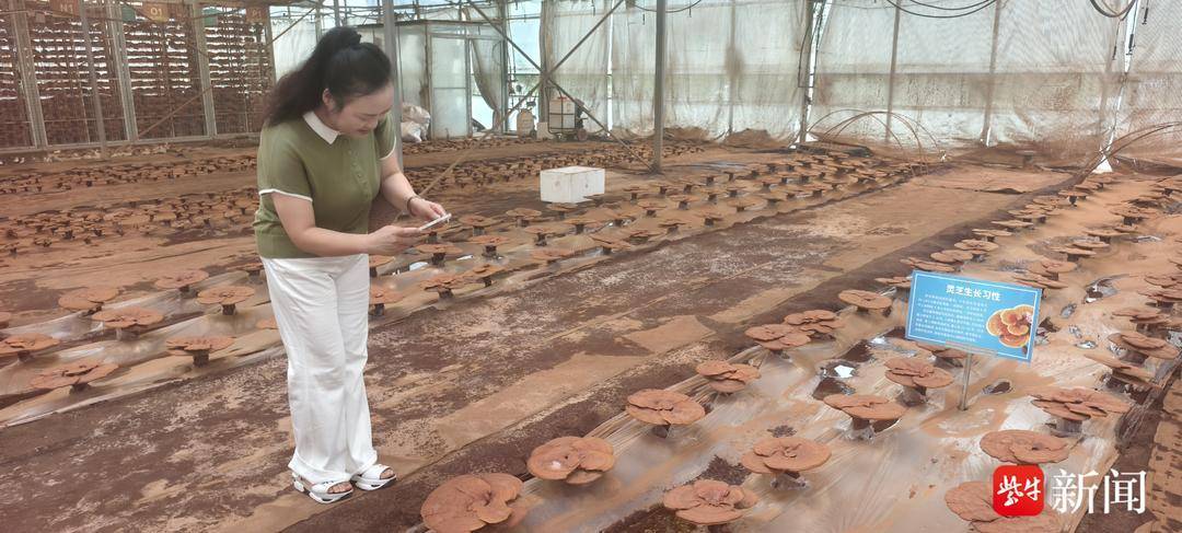 “中医药+文旅”逐渐“升温”，“苏超”让南通中医药健康旅游热起来