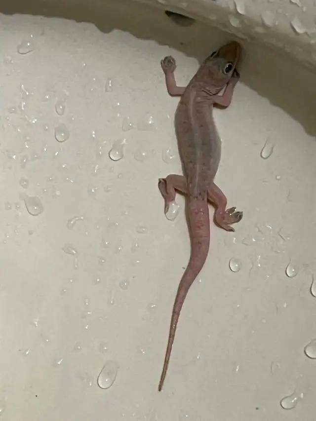 小壁虎断尾与“苏超”榜尾之战